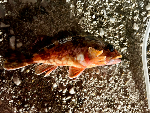 カサゴの釣果