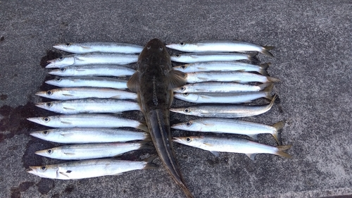 カマスの釣果