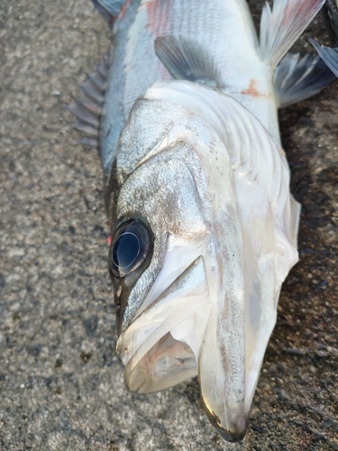 ヒラスズキの釣果