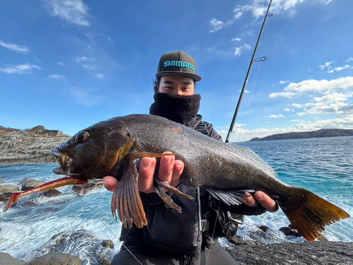 アイナメの釣果