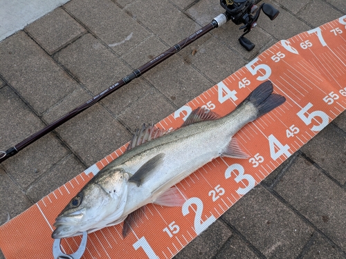 シーバスの釣果