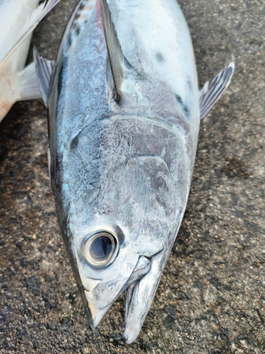 スマガツオの釣果