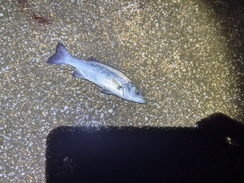 新居海釣公園