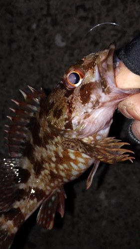 カサゴの釣果