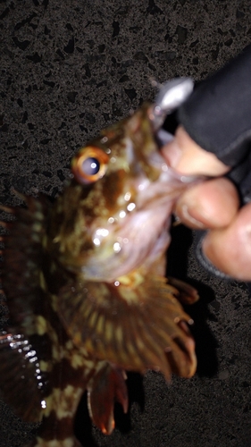 カサゴの釣果