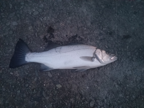 セイゴ（ヒラスズキ）の釣果