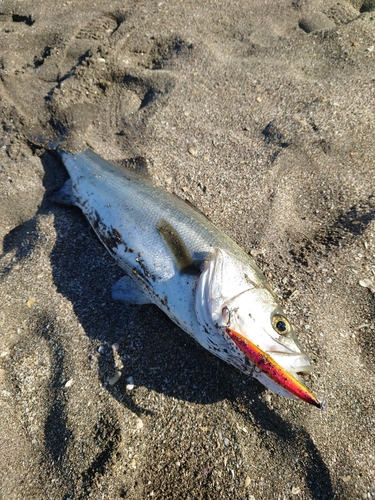 スズキの釣果