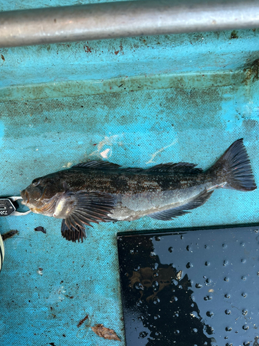 アイナメの釣果