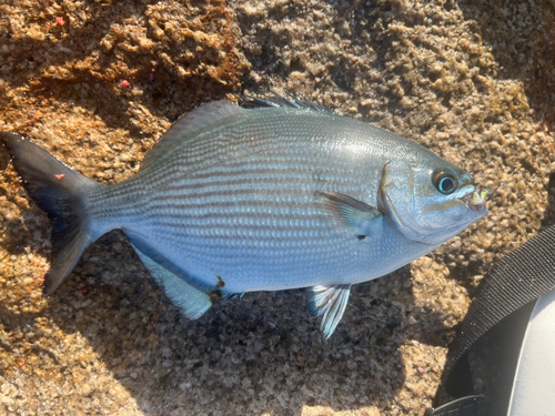 イスズミの釣果