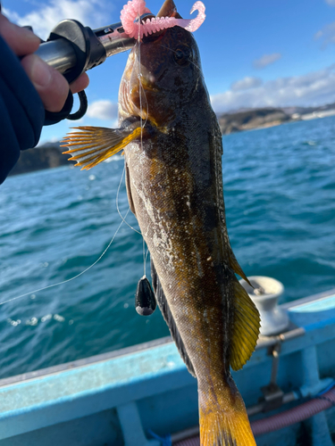 アイナメの釣果