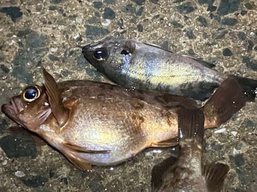 メバルの釣果