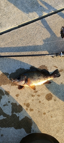 メバルの釣果