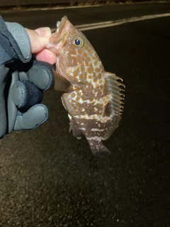 キンメバルの釣果