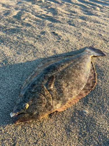 ヒラメの釣果