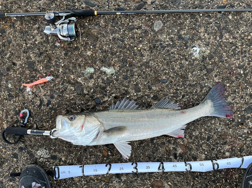 シーバスの釣果