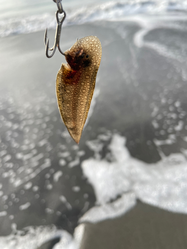 シタビラメの釣果