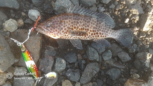 オオモンハタの釣果