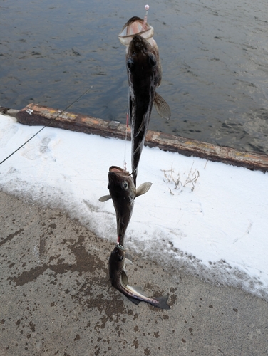 スケトウダラの釣果