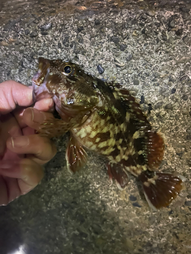 カサゴの釣果