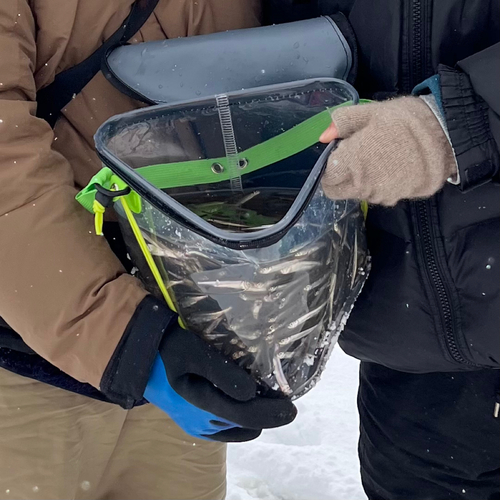 ワカサギの釣果