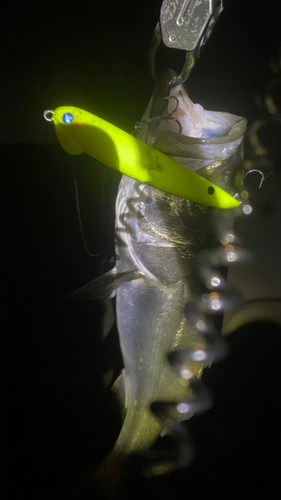 シーバスの釣果