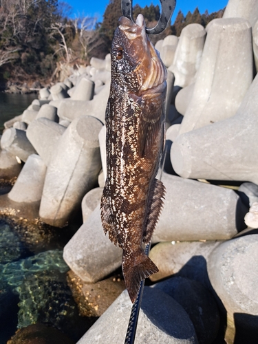 アイナメの釣果