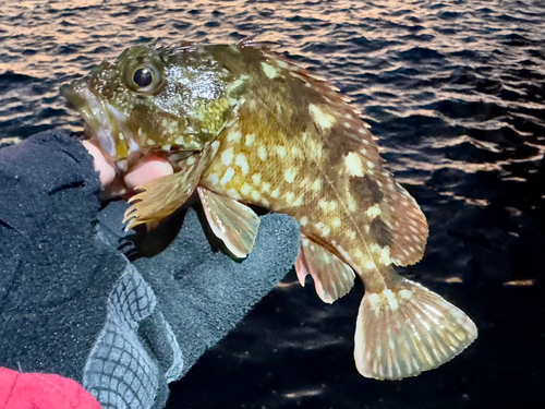 ガシラの釣果