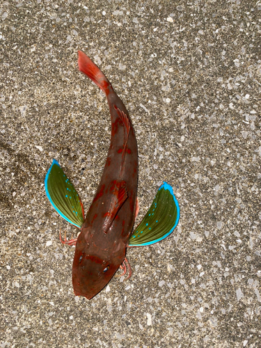 ホウボウの釣果