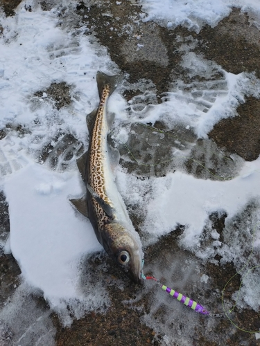 スケトウダラの釣果