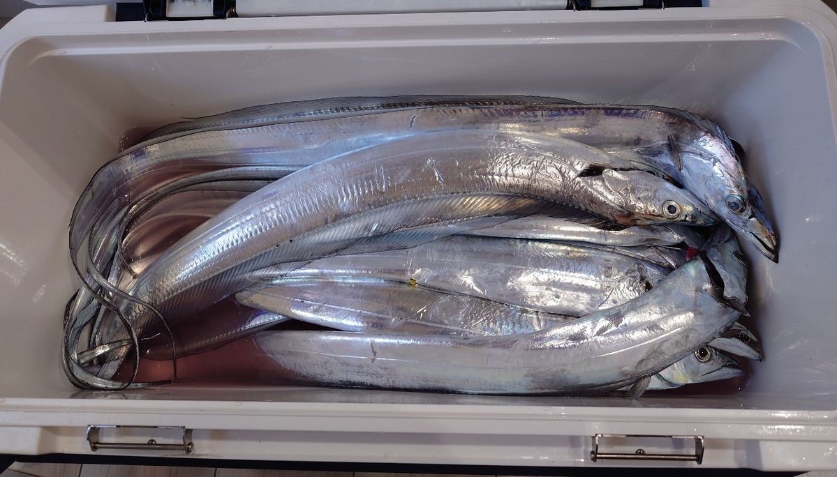 はくさい🎣🐟さんの釣果 3枚目の画像