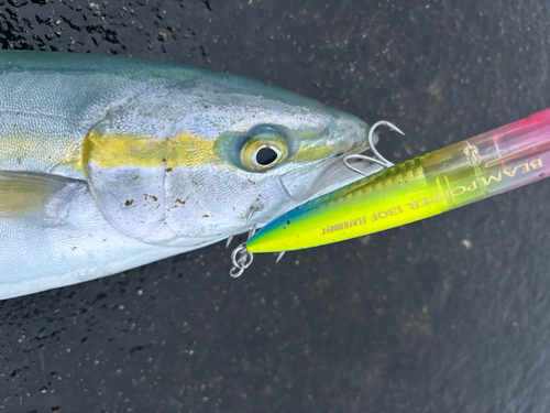 ツバイソの釣果