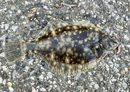 カレイの釣果