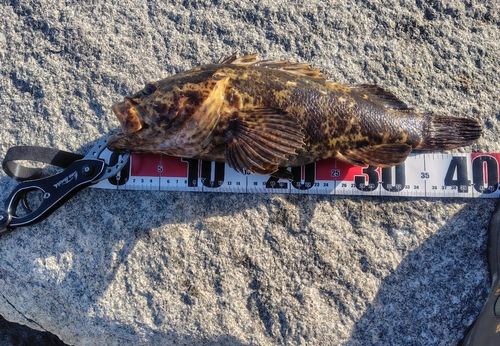ベッコウゾイの釣果