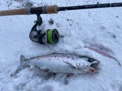 サクラマスの釣果