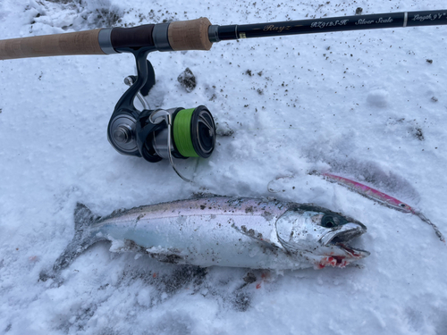 サクラマスの釣果