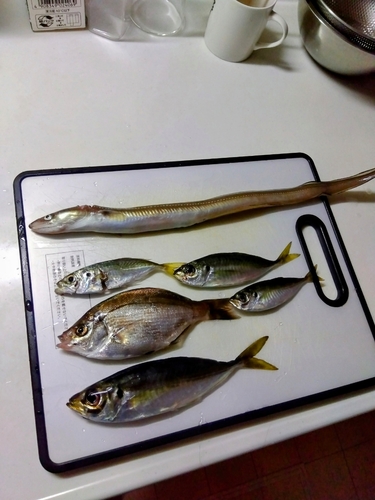 アジの釣果