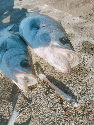 ヒラスズキの釣果