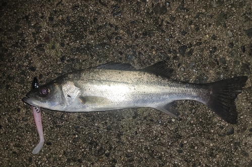 セイゴ（マルスズキ）の釣果