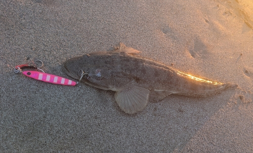 マゴチの釣果