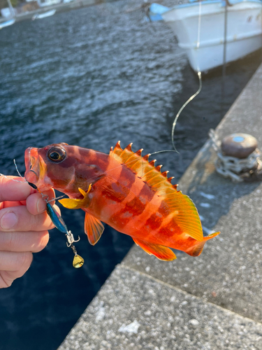 アカハタの釣果