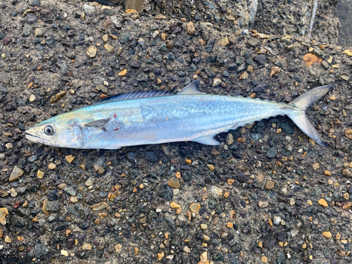 サゴシの釣果