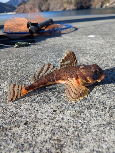 カジカの釣果