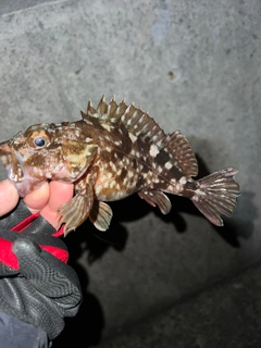 カサゴの釣果