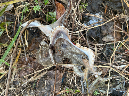 タコの釣果