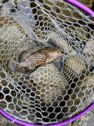 カンモンハタの釣果