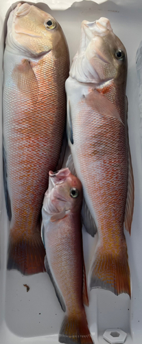 シロアマダイの釣果