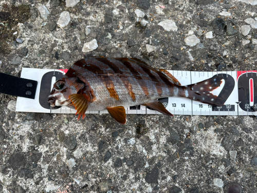 タカノハダイの釣果