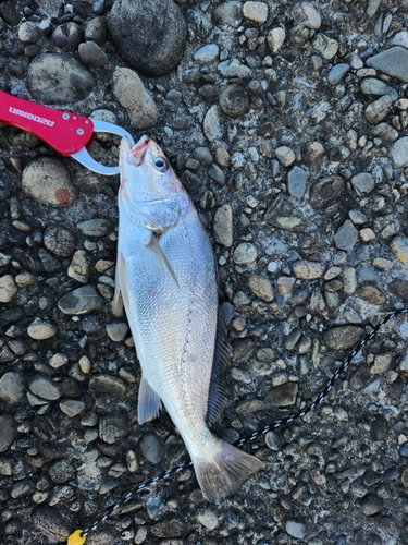 ニベの釣果