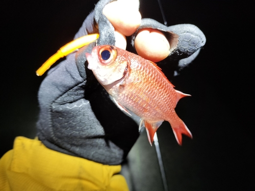 アカマツカサの釣果