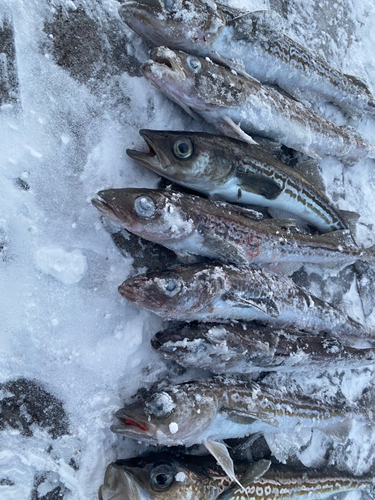 スケトウダラの釣果